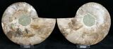 / Polished Ammonite Pair - Crystal Pockets #11793-1